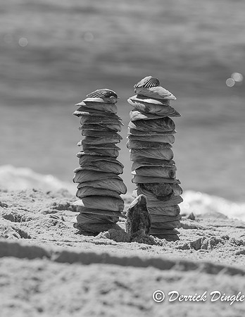 Summer Pt. Lookout, L.I. 20160809-6.jpg
