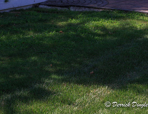 staycation. 20160813-32.jpg